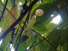 Nepenthes tobaica