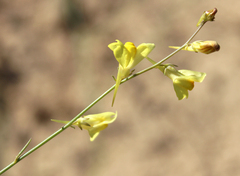 Linaria odora