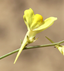 Linaria odora
