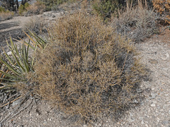 Symphoricarpos longiflorus