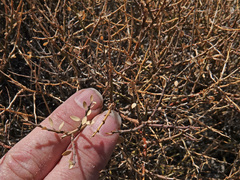 Symphoricarpos longiflorus