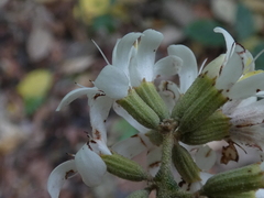 Cordia alliodora