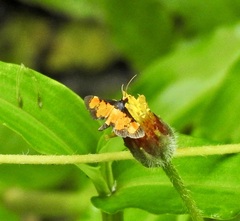 Aethaloessa