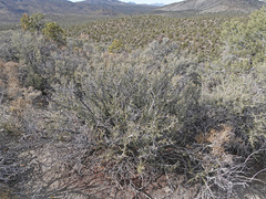 Cercocarpus intricatus