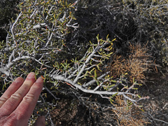 Cercocarpus intricatus