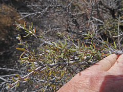 Cercocarpus intricatus