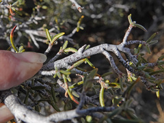 Cercocarpus intricatus