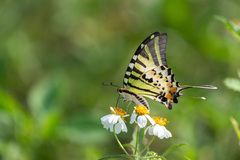 Graphium antiphates