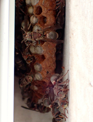 Ropalidia revolutionalis