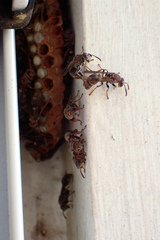 Ropalidia revolutionalis