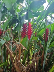 Heliconia caribaea
