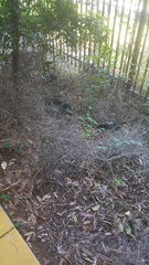 Alectura lathami lathami