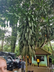 Dracaena fragrans