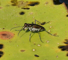 Myriochila semicincta