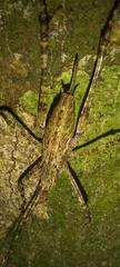 Orthoptera