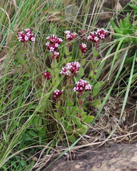 Crassula obovata