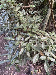 Glycosmis parviflora