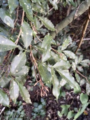 Glycosmis parviflora