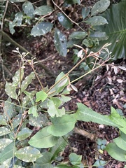 Glycosmis parviflora