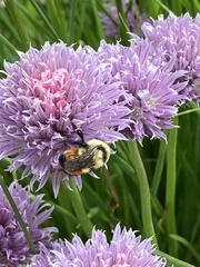 Bombus huntii