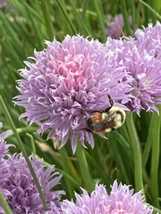 Bombus huntii