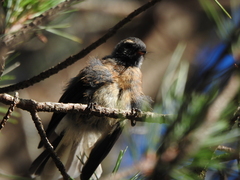 Rhipidura fuliginosa