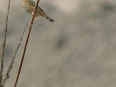 Cisticola juncidis