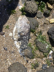 Contusus brevicaudus