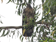 Pernis ptilorhynchus