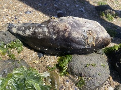 Contusus brevicaudus