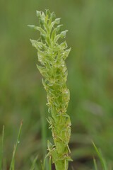 Habenaria lithophila