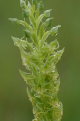 Habenaria lithophila