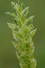 Habenaria lithophila