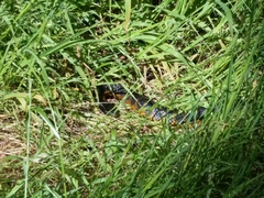 Notechis scutatus occidentalis