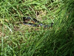 Notechis scutatus occidentalis