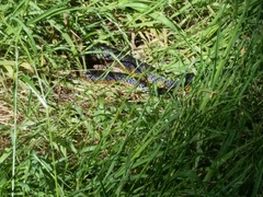 Notechis scutatus occidentalis