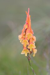 Disa porrecta