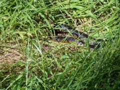 Notechis scutatus occidentalis