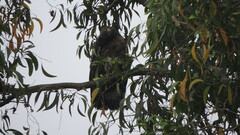Pernis ptilorhynchus