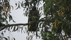 Pernis ptilorhynchus