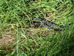 Notechis scutatus occidentalis