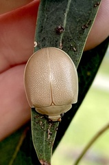 Paropsisterna crocata