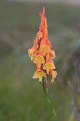 Disa porrecta