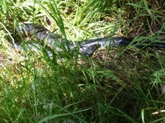 Notechis scutatus occidentalis