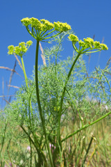 Lomatium papilioniferum
