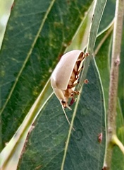 Paropsisterna crocata