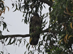 Pernis ptilorhynchus