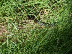 Notechis scutatus occidentalis