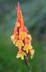 Disa porrecta
