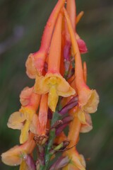 Disa porrecta
